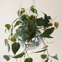 Disco Hanging Planter